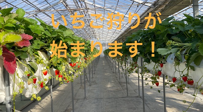 12月20日（土）より、いちご狩りが始まります！ | いちご狩り千葉